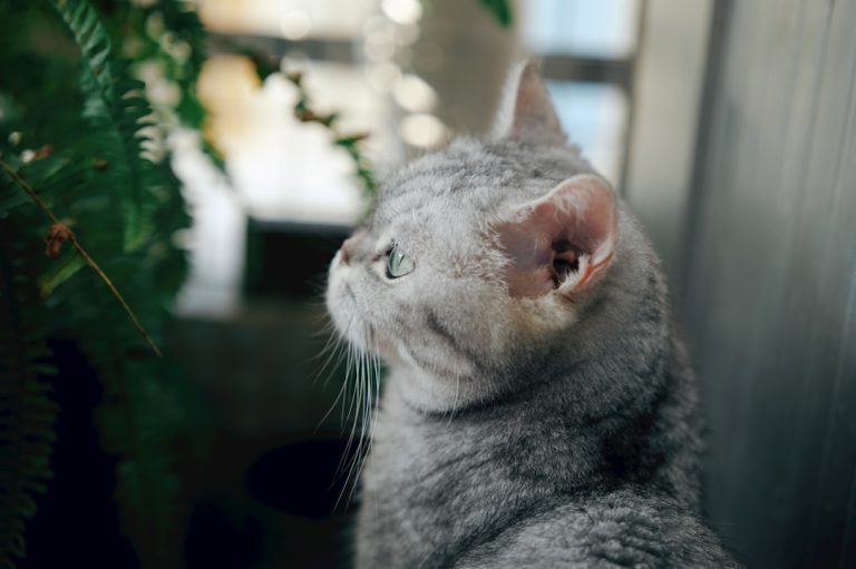 昆山宠物怎么挑？三大标准帮你选
