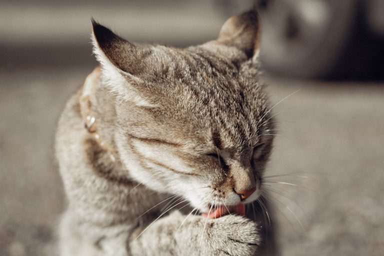 昆山宠物靠谱商家怎么打？内行经验分享